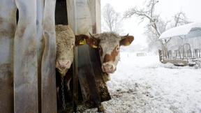 Ochse nach bayerischem Reinheitsgebot