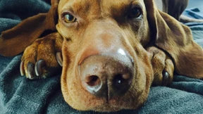 Auf den Hund gekommen