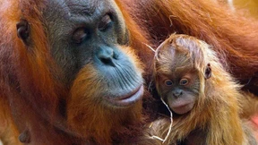 Eine Hängepartie für Orang-Utans