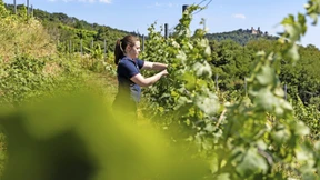 Warum eine junge Frau Wein anbauen will