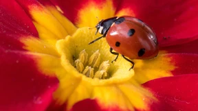 Wie Marienkäfer Feinde abwehren