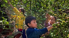 Kaffee aus Kinderhand