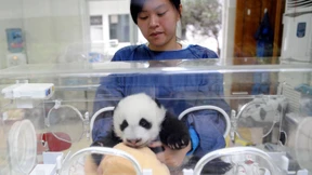 Auf absteigendem Ast