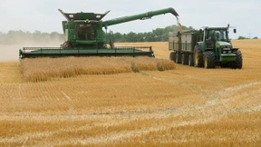 Zu wenig Sonne, zu kleine Körner