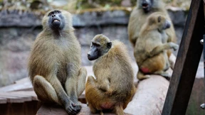 Opel-Zoo und Frankfurter Zoo zeigen Verständnis für Paviantötungen