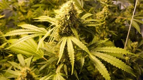 Marihuana-Plantage in Einfamilienhaus