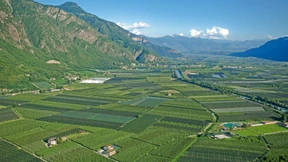 Pestizide gelangen bis auf die Berggipfel
