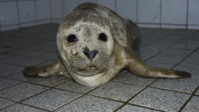 Junger Seehund im Hamburger Hafen gefunden