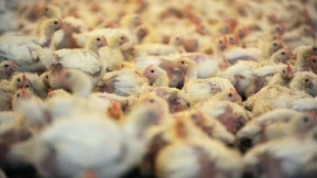 Supermärkte zahlen Millionen für bessere Tierhaltung