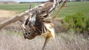 80 Euro pro Portion Rotkehlchen