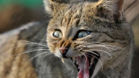 Haare am Baldrian-Pflock