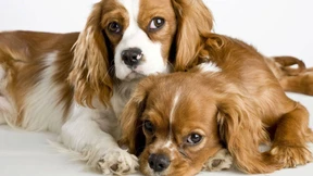 Ein Geschöpf wie von Disney