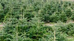 Weihnachtsbäume auf Lastwagen fangen Feuer