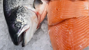 Amerika genehmigt gentechnisch veränderten Lachs 