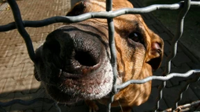 Verschärfung des Tierschutzgesetzes geplant