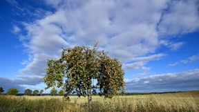 Luft aus Skandinavien sorgt für Abkühlung