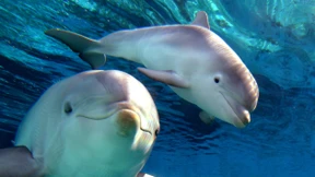 Spüren weibliche Delfine Lust beim Liebesspiel?