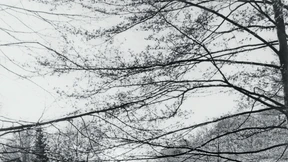 Stadtwald statt Königsforst