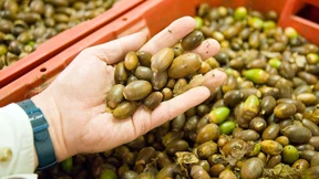 Samenflut trotz Hitzesommer