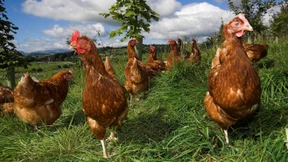 Schadenfrohes Gackern