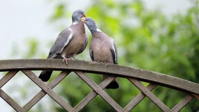 Die haben einen Taubenschlag