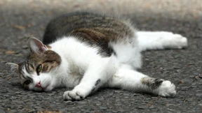 Tote Katze soll an Wahl in Amerika teilnehmen