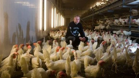 Bauern gehen die Eier aus