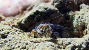 Vertauschte Geschlechter