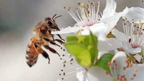 Erstmals Impfstoff für Bienen in den USA zugelassen
