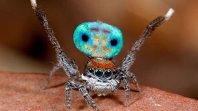 Forschen über den Unsinn im Netz