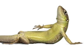 Kommen bald die Krokodile? 