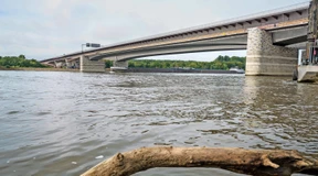 Tiere in der Großstadt