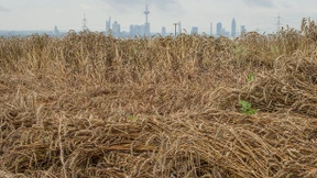 Hessens Bauern sorgen sich um Ernte