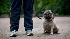 Hunde-Führerschein soll Rassenliste ersetzen