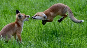 Zehn Blicke in verborgene Welten