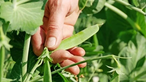 Ein Ei als Dankeschön