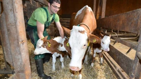 Das Glück des Streichelkalbs