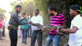 Achtung, Python im Wasserloch