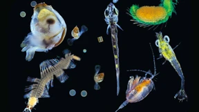 Gefräßige Einzeller beim Naschen ertappt