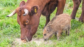 Kuhherde zieht junges Wildschwein auf