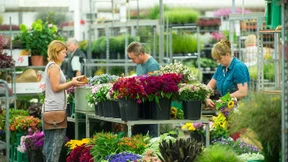 Hängende Köpfe bei Blumenhändlern