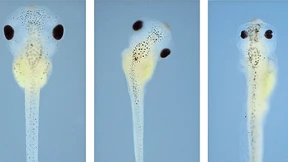 Wie Glyphosat der Biodiversität schadet