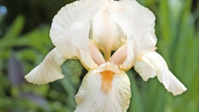 Barocke Sonnenkinder