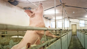 Wenn Landwirte die Sau rauslassen