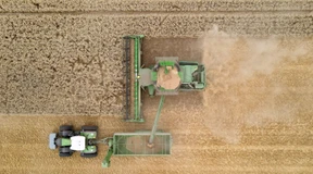 Kartoffeln verteuern sich um 88 Prozent