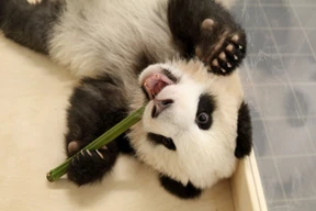 Liebling, ich habe die Pandas ausgerottet