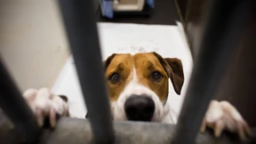 Wo Küken und Löwen aufs Abheben warten