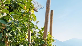 Süßsaure Versuchung