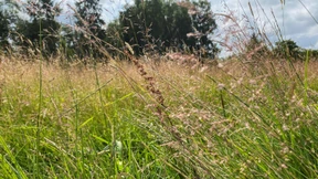 EU einigt sich bei Wiederherstellung von Lebensräumen und Natur