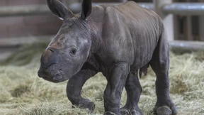 Seltenes Breitmaulnashorn in San Diego geboren